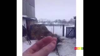 Утро в деревне
