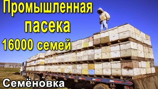Промышленная пасека 16000 семей, Украина Семёновка Пчеловодство