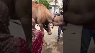 Pakistani Girl Slaughter Camel