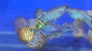 Poecilia reticulata Гуппи Мозаика Guppy Glass Mozaic Mail