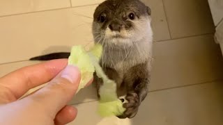 呼ばれてレタスを受け取りに来るカワウソ An otter called to pick up lettuce