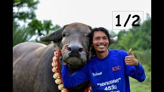 เอกมงคล แชมป์พ่อพันธุ์11สนาม 5แกรนด์แชมป์ และแม่พันธุ์สวยๆโครงการ 45 วันฉันมีลูก 1/2 (Buffalo)