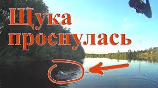 Наконец-то! Щука активна и клюёт! Сплав по Вятке, ловля щуки на воблеры.