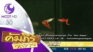คัมภีร์วิถีรวย (26 พ.ย.58) เปิดคัมภีร์ธุรกิจเลี้ยงปลาหางนกยูง ร้าน Sun Guppy 9MCOT HD ช่อง30
