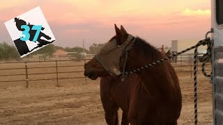 Barrel Racer Life - Episode 37