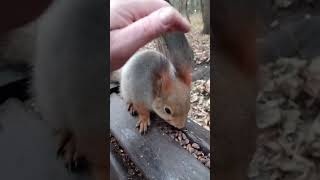 Толстенькая, хорошенькая белка / A fat, pretty squirrel