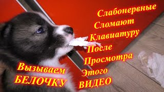 ?ВЫЗЫВАЮ БЕЛОЧКУ?