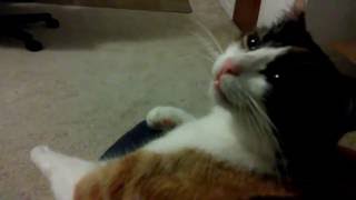 Diva cat demands getting pet. Surprised when you stop.