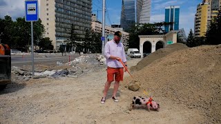 Лидер самой эпатажной партии Грузии вывел на прогулку поросенка