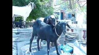 козел уговаривает козу на любовь :) СМОТРЕТЬ СО ЗВУКОМ!!!