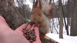 Зарисовка с голодными белками / A sketch with hungry squirrels