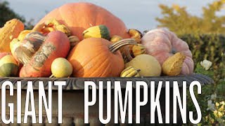 Growing Giant Pumpkins