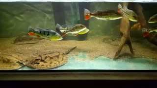 Cichla temensis "Ventuari"