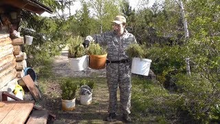 Посадка лесных культур Ели и Сосны. Сажаю лес, деревья...