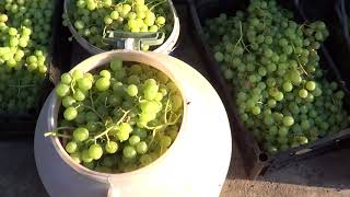 Урожай виноград Галбена Ноу. 300 килограмм с одного куста. Виноград 2017.