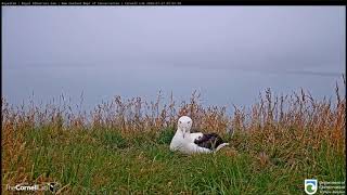Live Royal Albatross Cam 2020 01 27 Oops, a Rabbit 7:02