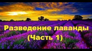 ЛАВАНДА - РАЗМНОЖЕНИЕ (часть 1)