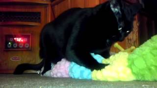 kiddie kitty porn