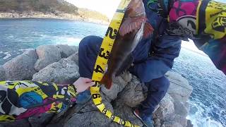 【金楽勺】三陸磯ROCKⅣ#アイナメ,50UP,釣り,fhishing,岩手,宮古,船越,ロックフィッシュ,磯,ワーム,worm,アイナメ,greenling,東北,tohoku,