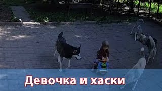 Девочка и хаски