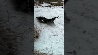 Otter Sliding on a Snowy Day - Cincinnati Zoo #shorts