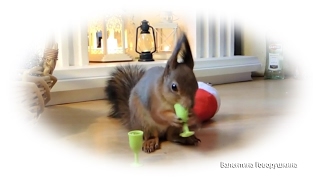 Новогодняя сказка для белочек.   Christmas tale for squirrels