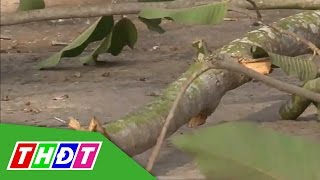 THDT - Cây xanh gãy nhánh, làm người đi đường bị thương ở TP Cao Lãnh