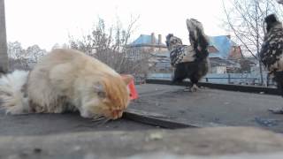 The Chickens stolen fish Как курочки украли у Пуха рыбку