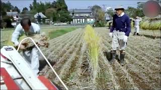 Мини комбайны или трактор. Новое сельское хозяйство. Часть 3. Mini harvesters.