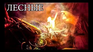 ЛЮТАЯ НОЧЕВКА В ЛЕСУ | ВЫЖИВАНИЕ НА ДЕРЕВЕ | SOLO OVERNIGHTER AT BIG TREE
