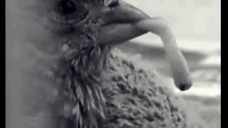 Death By Bird