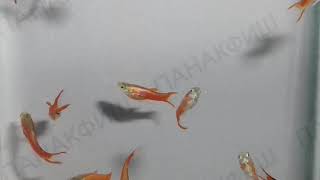 Гуппи Эндлера красный (Poecilia reticulata "Red Endler")