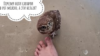 Пришла к сычу Лучику пить кофи, а он за ноги делает кусь!