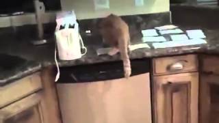 Кот и скотч