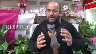 That's nuts! Turkish shop owner adopts inseparable pet squirrel