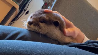 カワウソさくら 飼い主の膝の上でやりたい放題なカワウソ otter playing too much on the owner's lap