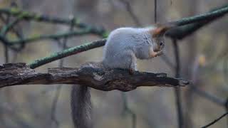 Белка на веточке / Squirrel on a twig