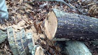 Poulan 3400 chain saw vs stihl 026