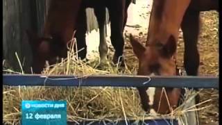Репортаж телеканал "Подмосковье" дата выпуска 10.02.2014