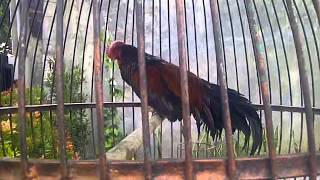 ayam bekisar rajin berkokok