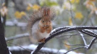Белка с Глазиком. Небольшая зарисовка / A squirrel with an Eye. A small sketch