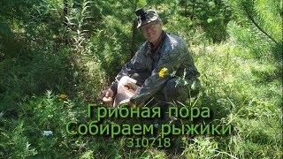 Грибная пора Собираем рыжики 310718