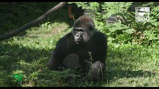 Silverback Gorilla Ndume with New Female Group - Cincinnati Zoo