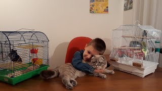 Мои домашние животные Кот Скоттиш Фолд Хомяки и попугаи Обзор и подборка смешных моментов