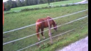 FCO3 Fly cam one 3 erstes Testvideo top teil bis jetzt T-Rex 500