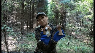 Рыжики, белые и другие грибы