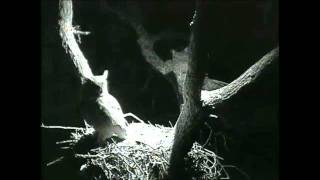Eaglecrest Wildlife Great Horned Owl Pair Meet at Nest 11-07-11 5:48am PST