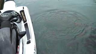Lily vs. the carp