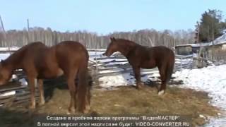 животные телята кони овцы