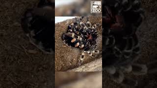 Tarantula Molting - Cincinnati Zoo #shorts